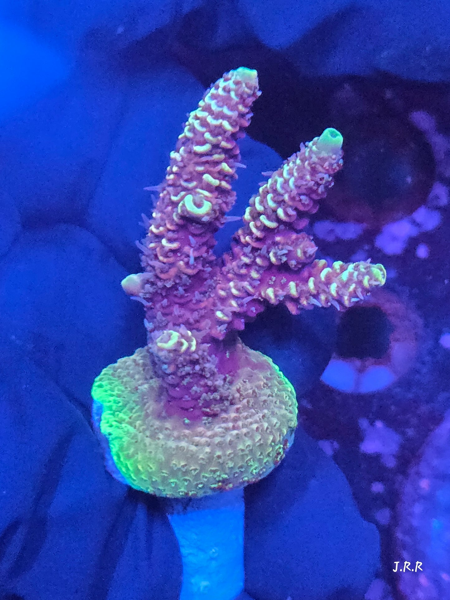 18-M01 || Arctic Ivory Solomon island mille SPS WYSIWYG