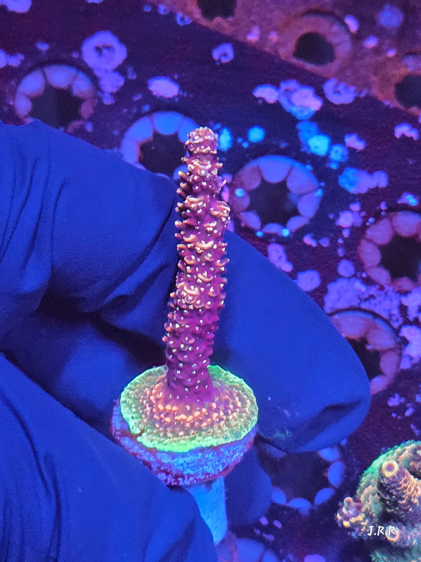 7-M01 || Citrus Patch Solomon island mille SPS WYSIWYG