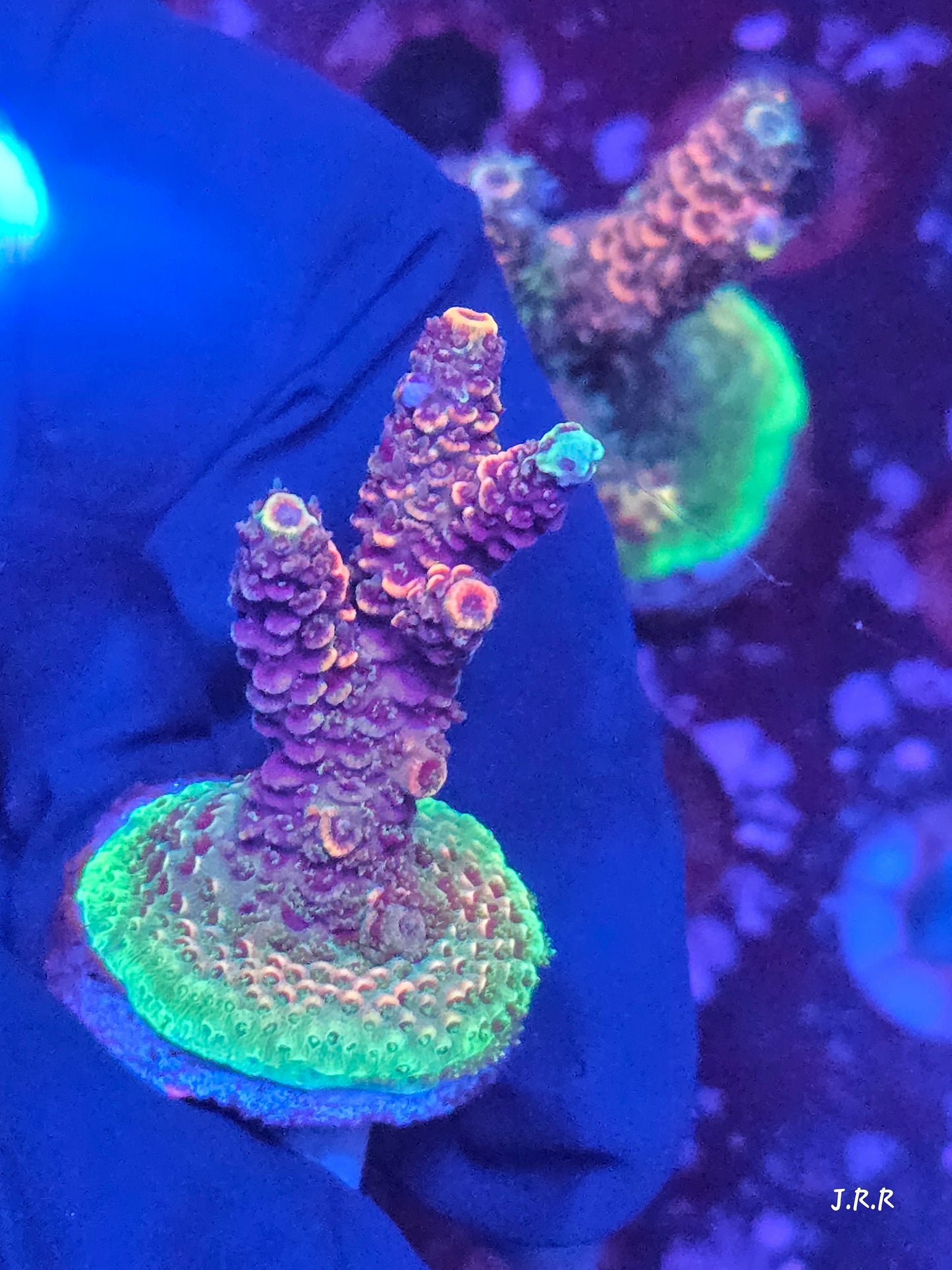 11-M01 || Citrus Patch Solomon island mille SPS WYSIWYG