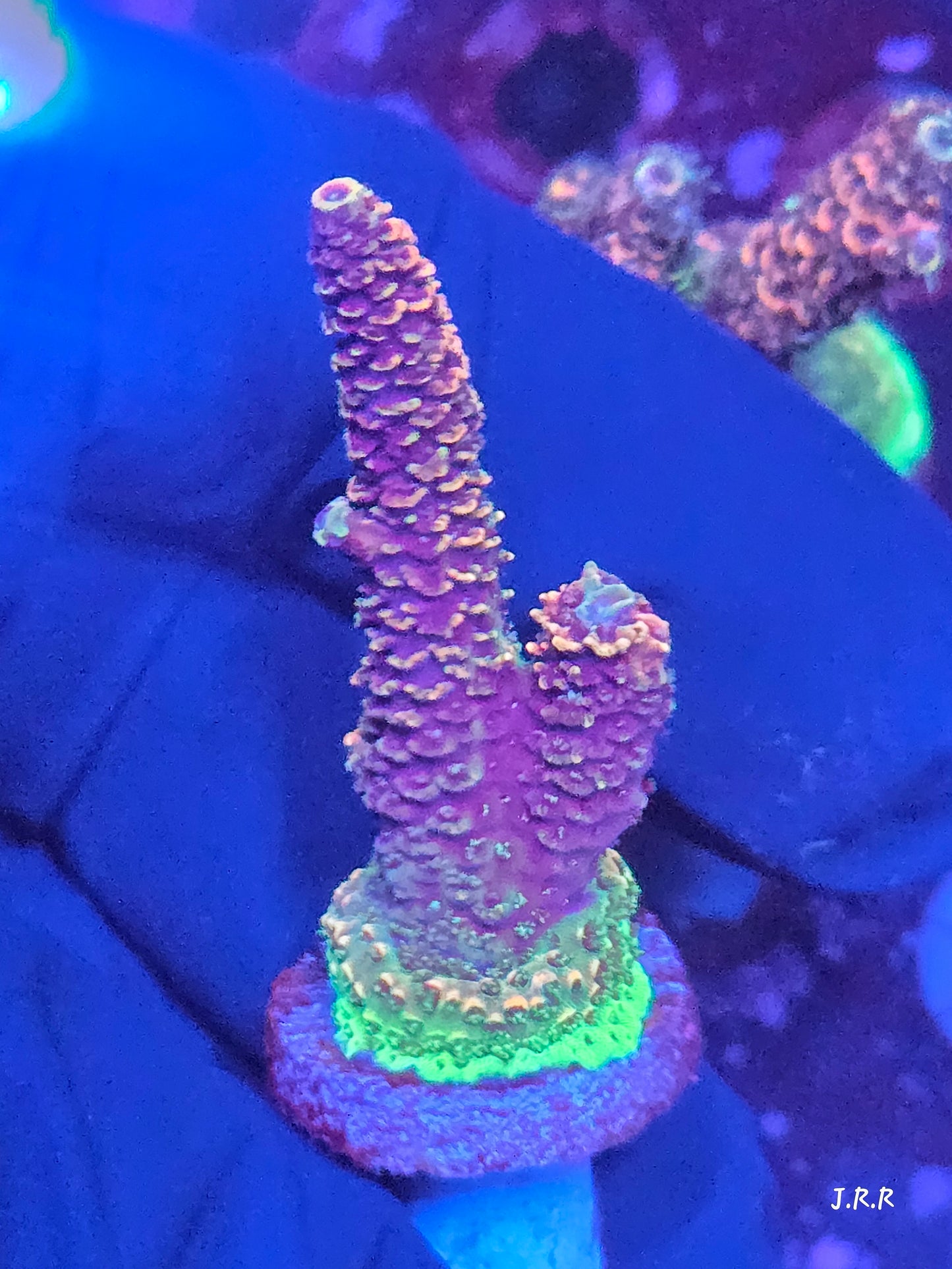 9-M01 || Citrus Patch Solomon island mille SPS WYSIWYG