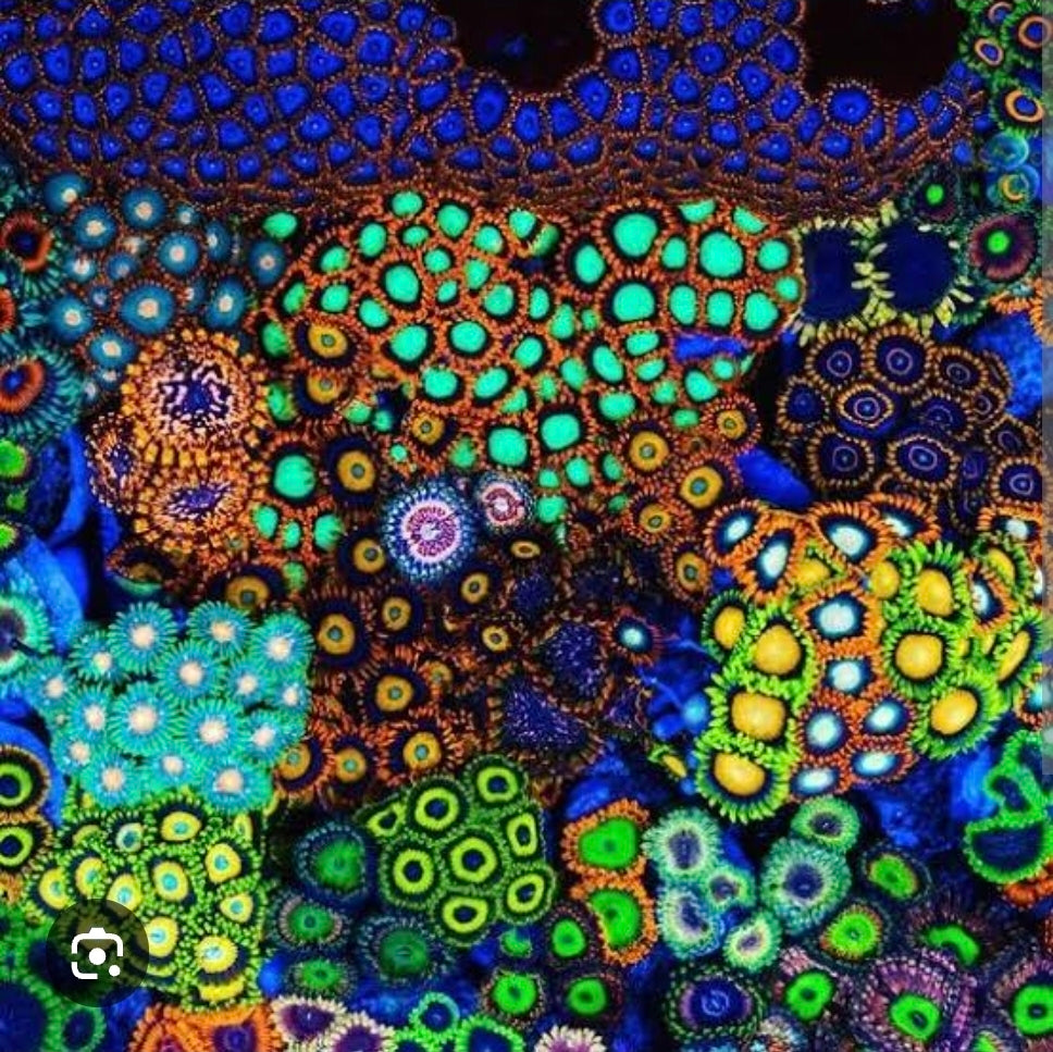 Zoas