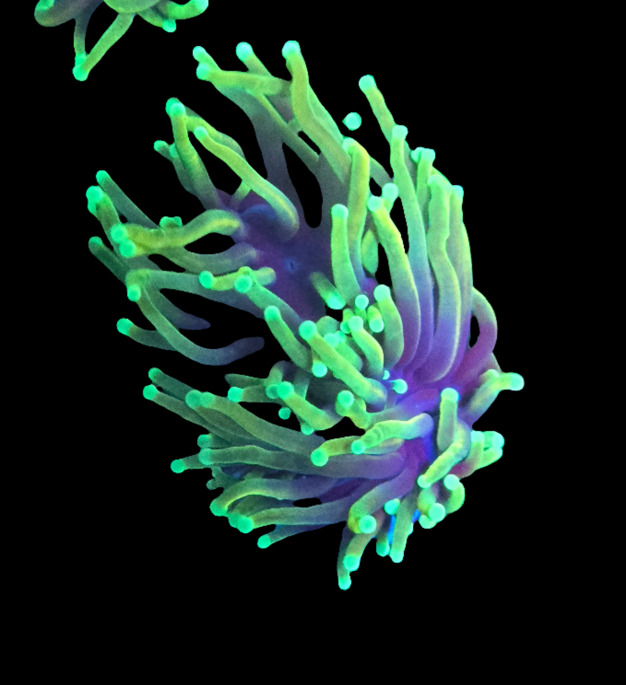 2 Head Dragon Saul Torch