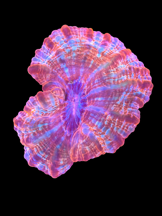 Rainbow indophyllia