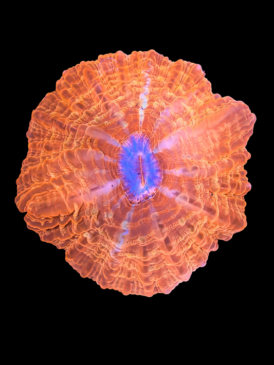 Ultra red Indophyllia