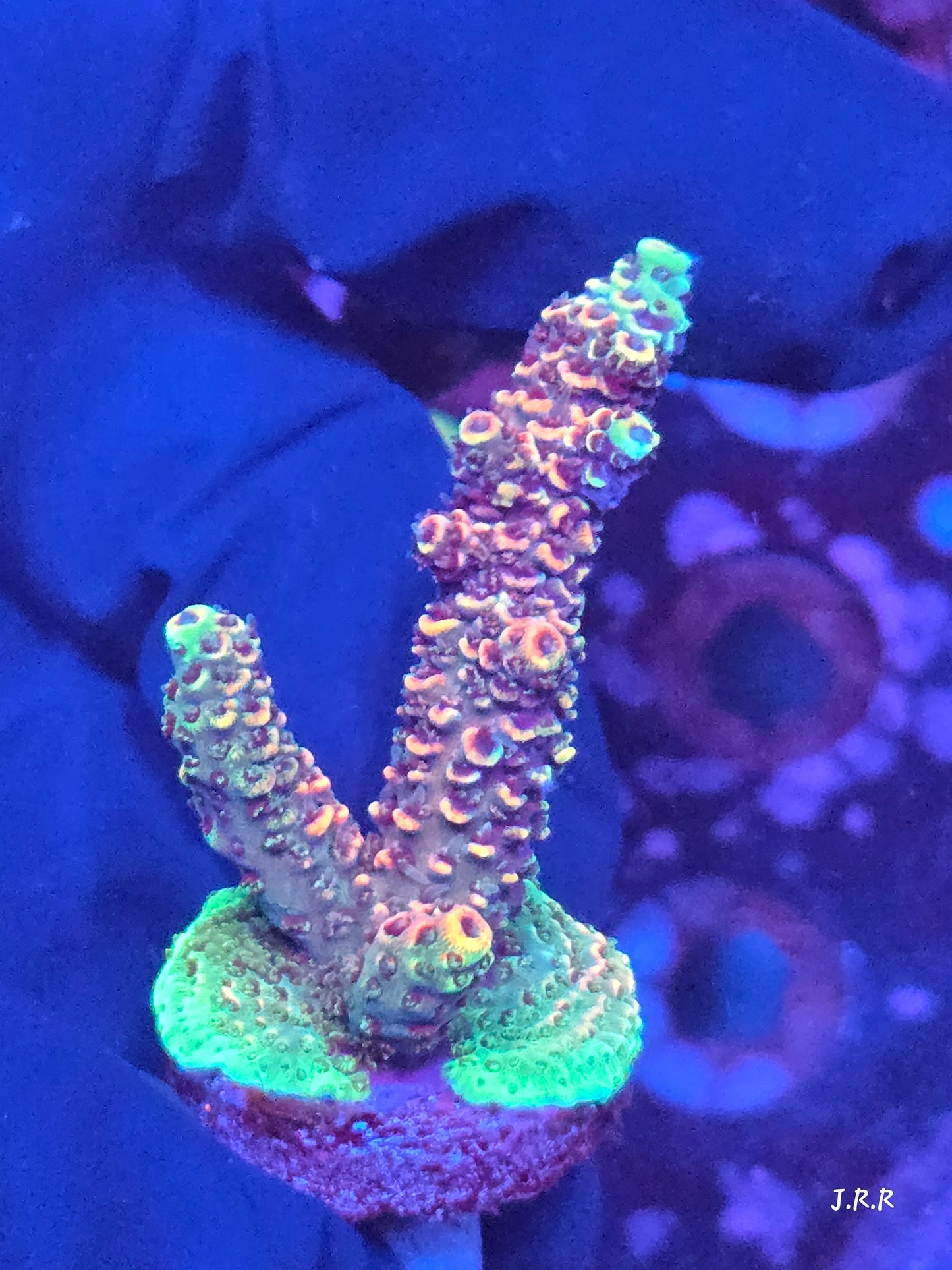 13-M01 || Citrus Patch Solomon island mille SPS WYSIWYG