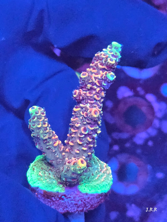 13-M01 || Citrus Patch Solomon island mille SPS WYSIWYG