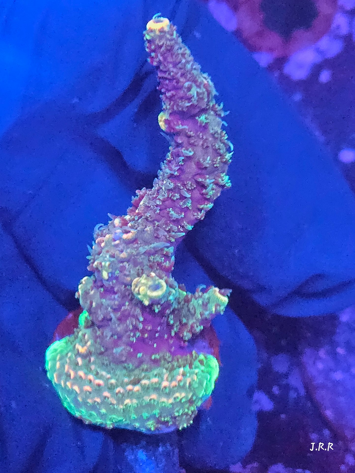 19-M01 || Citrus Patch Solomon island mille SPS WYSIWYG