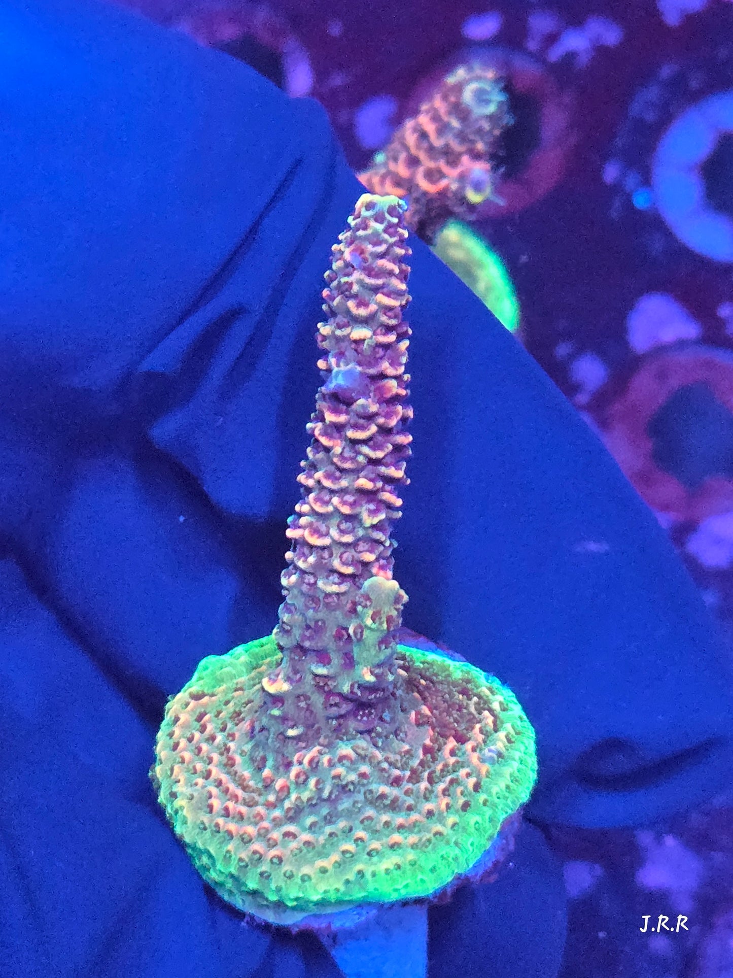 10-M01 || Citrus Patch Solomon island mille SPS WYSIWYG