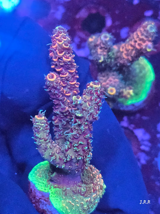 12-M01 || Citrus Patch Solomon island mille SPS