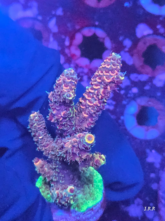 14-M01 || Citrus Patch Solomon island mille SPS WYSIWYG