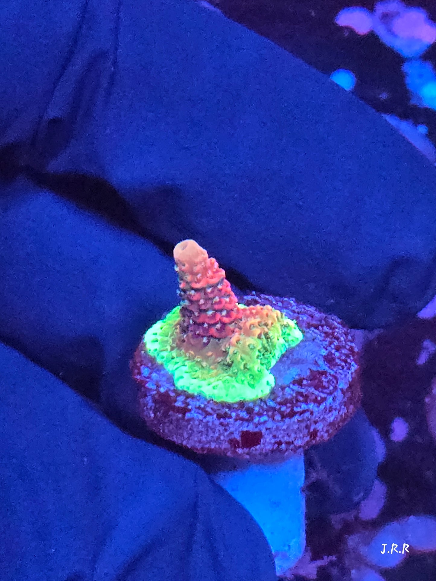 6-M01 || Citrus Patch Solomon island mille SPS WYSIWYG