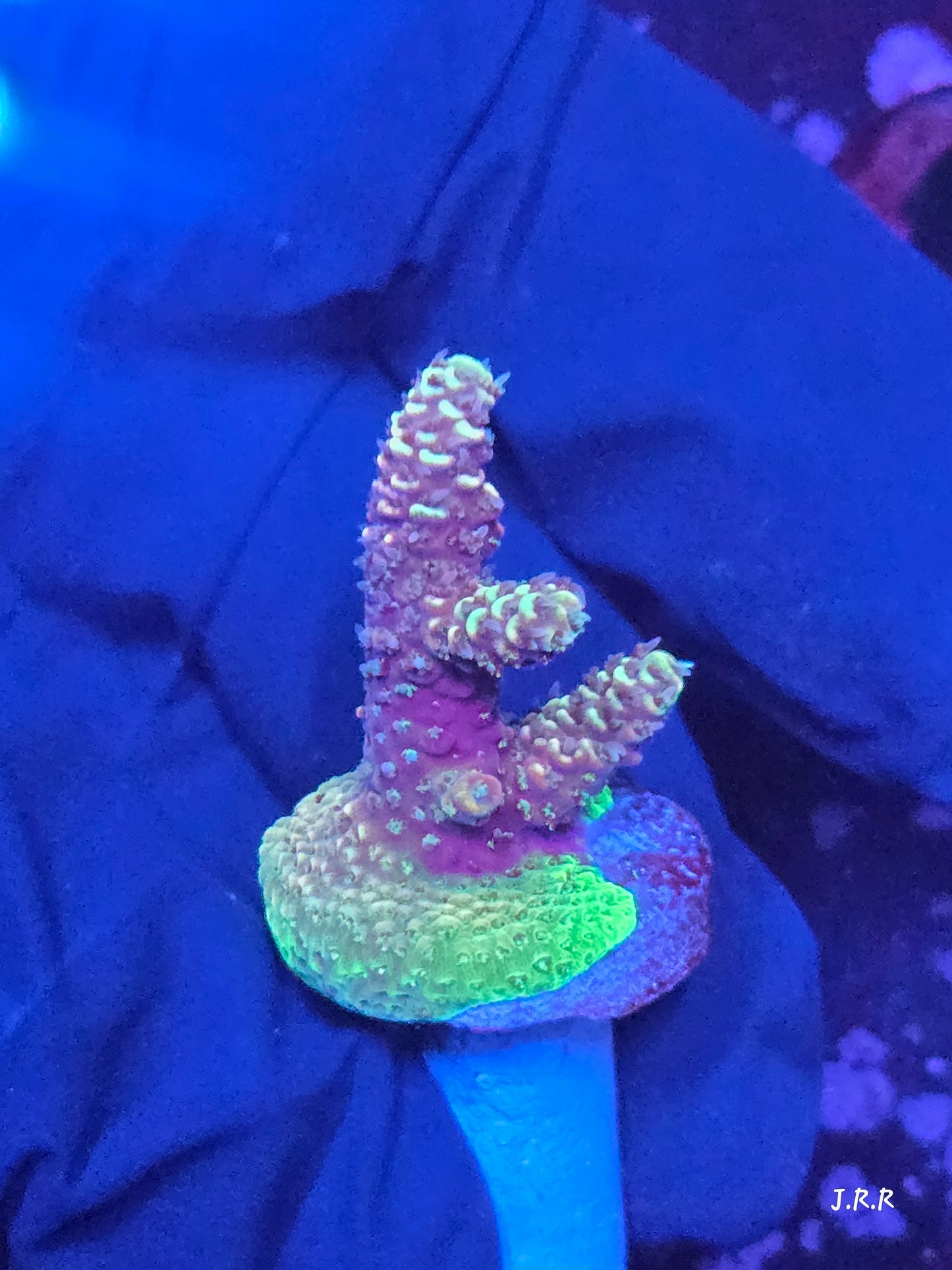 17-M01 || Arctic Ivory Solomon island mille SPS WYSIWYG