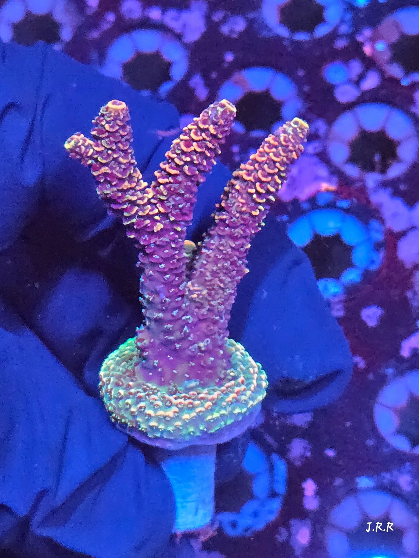 4-M01 || Citrus Patch Solomon island mille SPS WYSIWYG