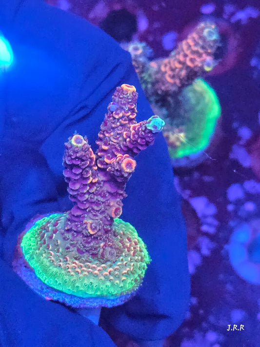 11-M01 || Citrus Patch Solomon island mille SPS WYSIWYG