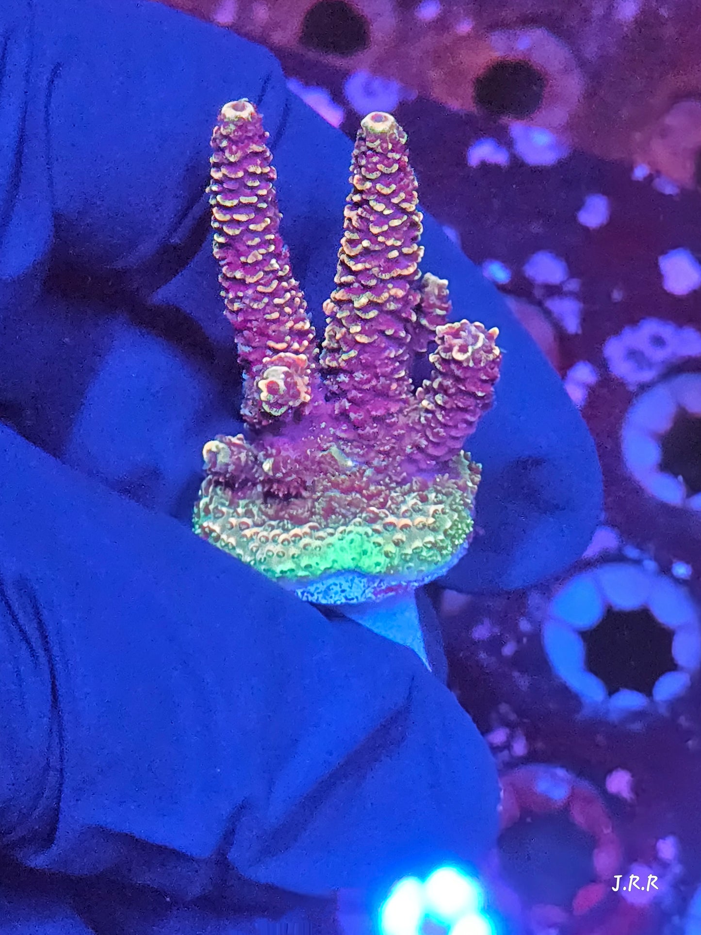 8-M01 || Citrus Patch Solomon island mille SPS WYSIWYG