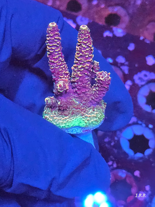 8-M01 || Citrus Patch Solomon island mille SPS WYSIWYG