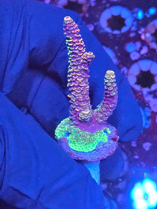 5-M01 || Citrus Patch Solomon island mille SPS WYSIWYG