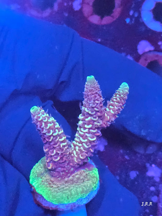 15-M01 || Arctic Ivory Solomon island mille SPS WYSIWYG