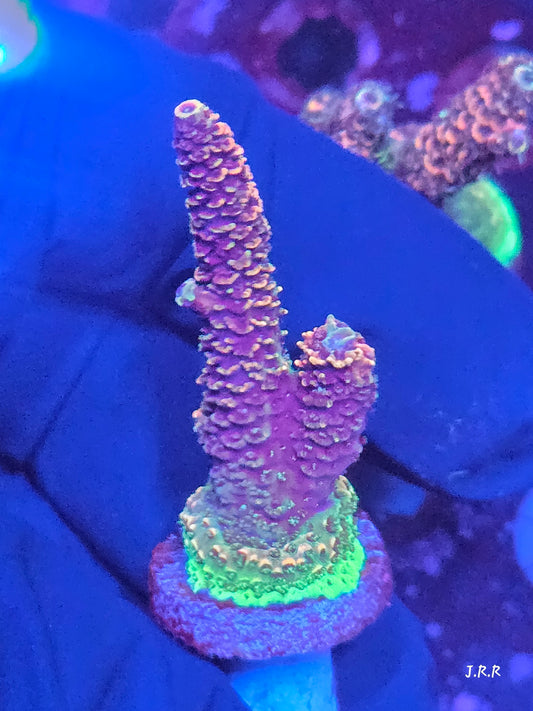 9-M01 || Citrus Patch Solomon island mille SPS WYSIWYG