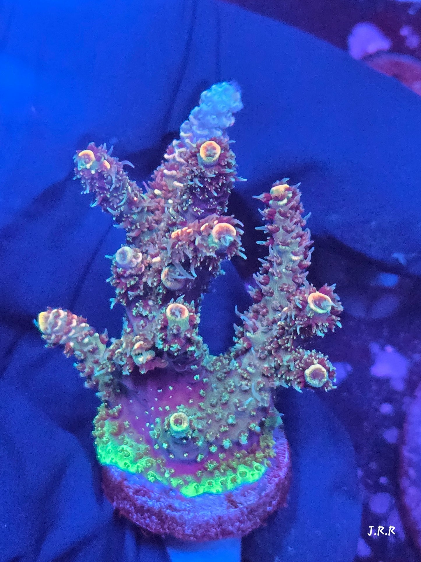 16-M01 || Citrus Patch Solomon island mille SPS WYSIWYG